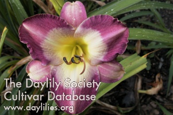 Daylily Nile Plum